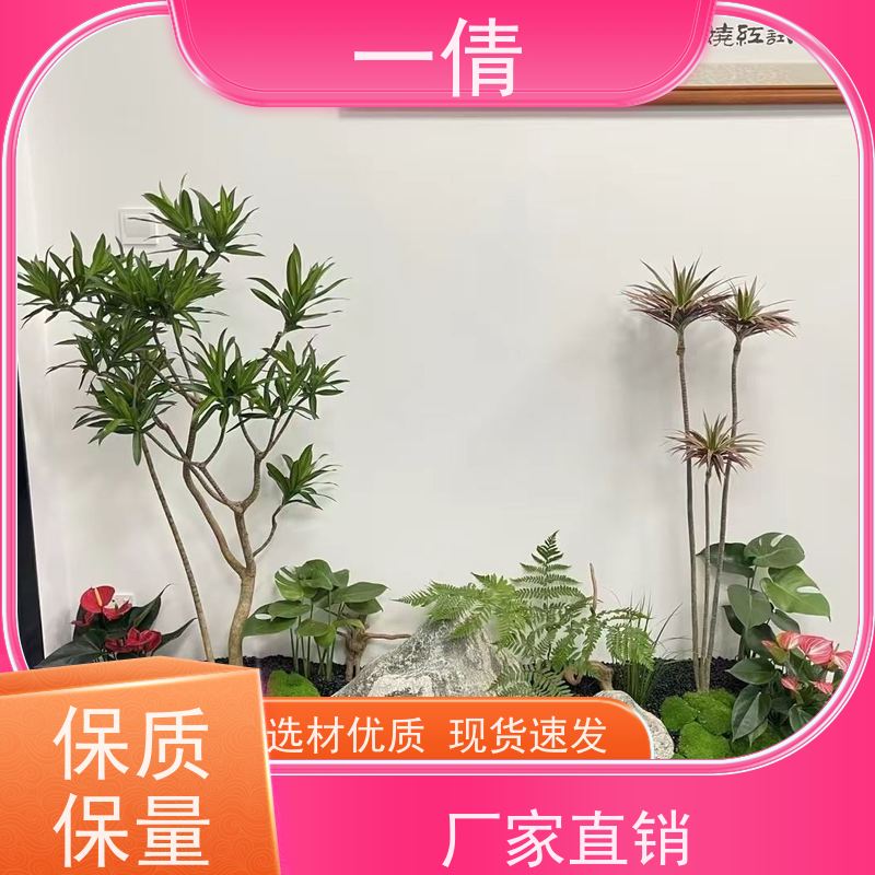 一倩花卉 办公室 单杆幸福树 花卉租赁 净化空气