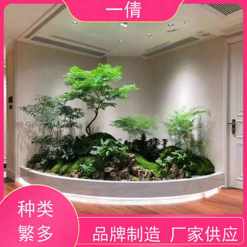 一倩花卉 室内 绿巨人 绿植租摆 桌面绿植 花木护理