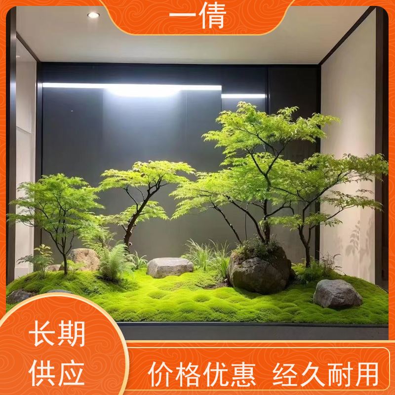 一倩花卉 办公室 富贵竹 绿植出售 种类繁多 规格齐全