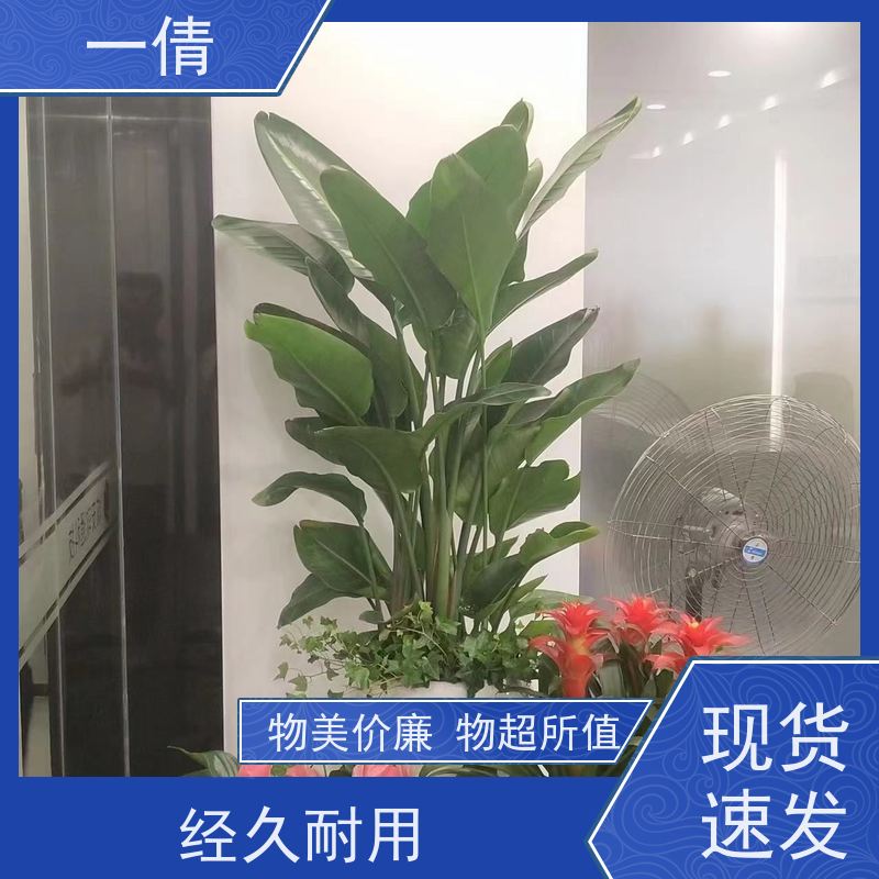 一倩花卉 前台 铁树 开业花篮租赁 全城配送 上门养护