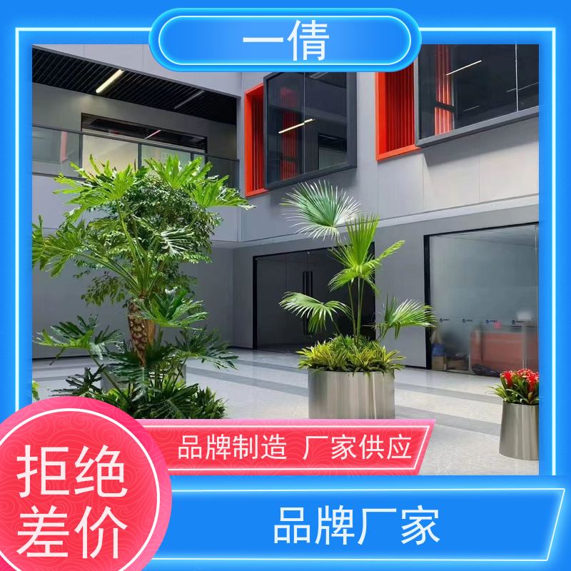 一倩花卉 前台 平安树 花卉租赁 桌面绿植 花木护理