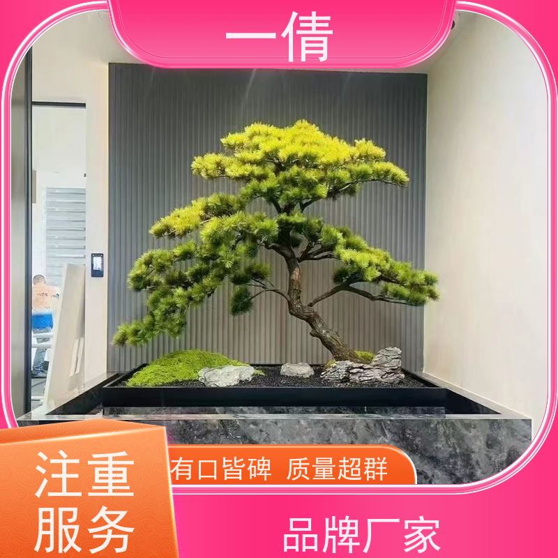 一倩花卉 前台 百合竹 花卉租赁 桌面绿植 花木护理