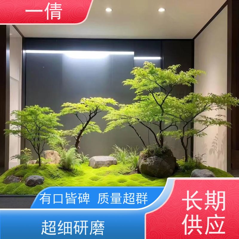 一倩花卉 深圳 巴西木 绿植出售 种类繁多 规格齐全