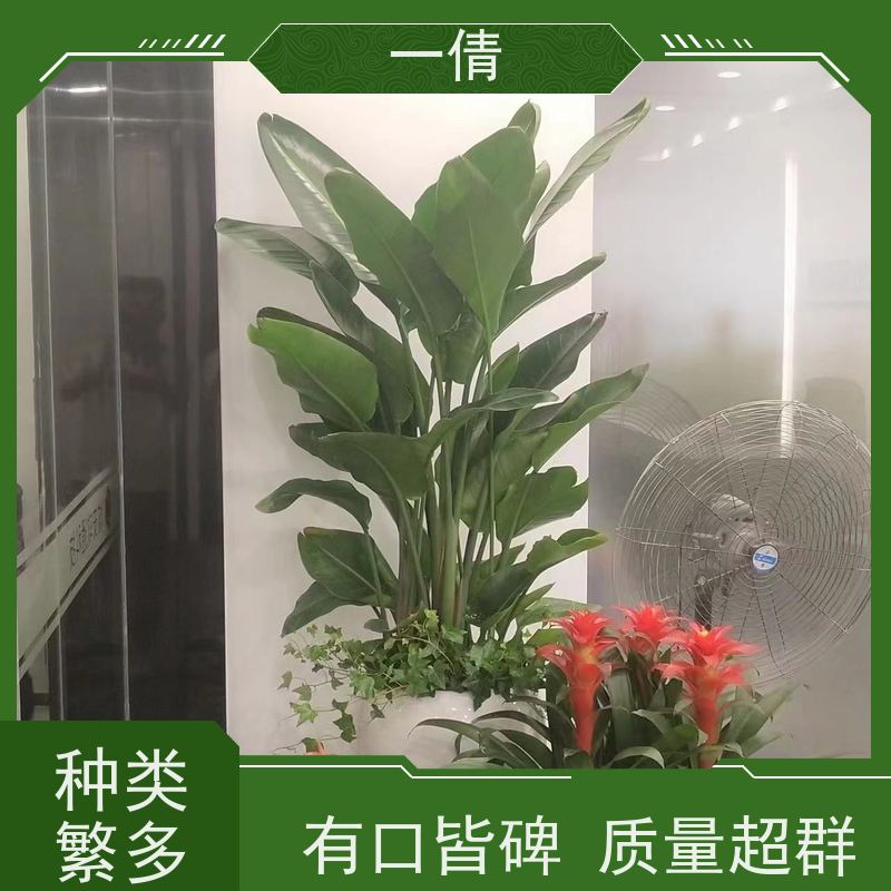一倩花卉 室内 龙血树 室内植物出租 桌面绿植 花木护理