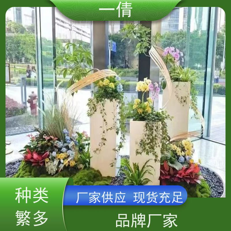 一倩花卉 室内 单杆幸福树 绿植租赁 全城配送 上门养护