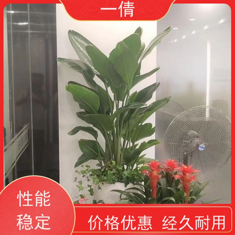 一倩花卉 深圳 鸭脚木 绿植出售 全城配送 上门养护