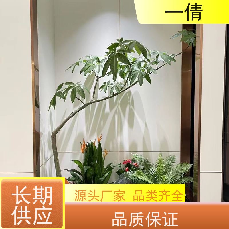 一倩花卉 深圳 三杆发财树 绿植出售 桌面绿植 花木护理