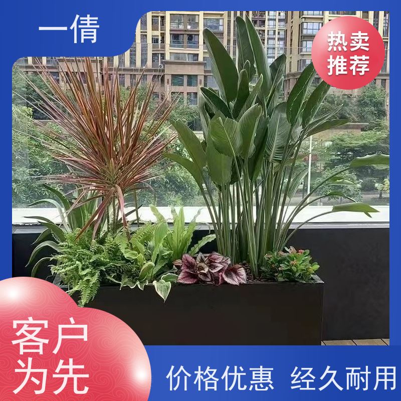 一倩花卉 前台 巴西木 花卉租赁 种类繁多 规格齐全
