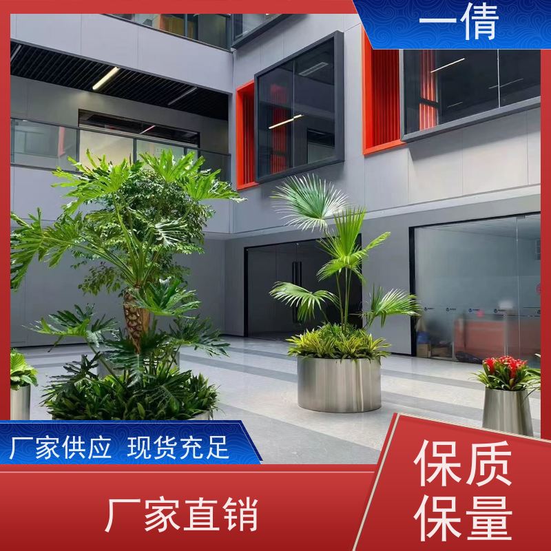 一倩花卉 室内 单杆发财树 花卉租赁 种类繁多 规格齐全