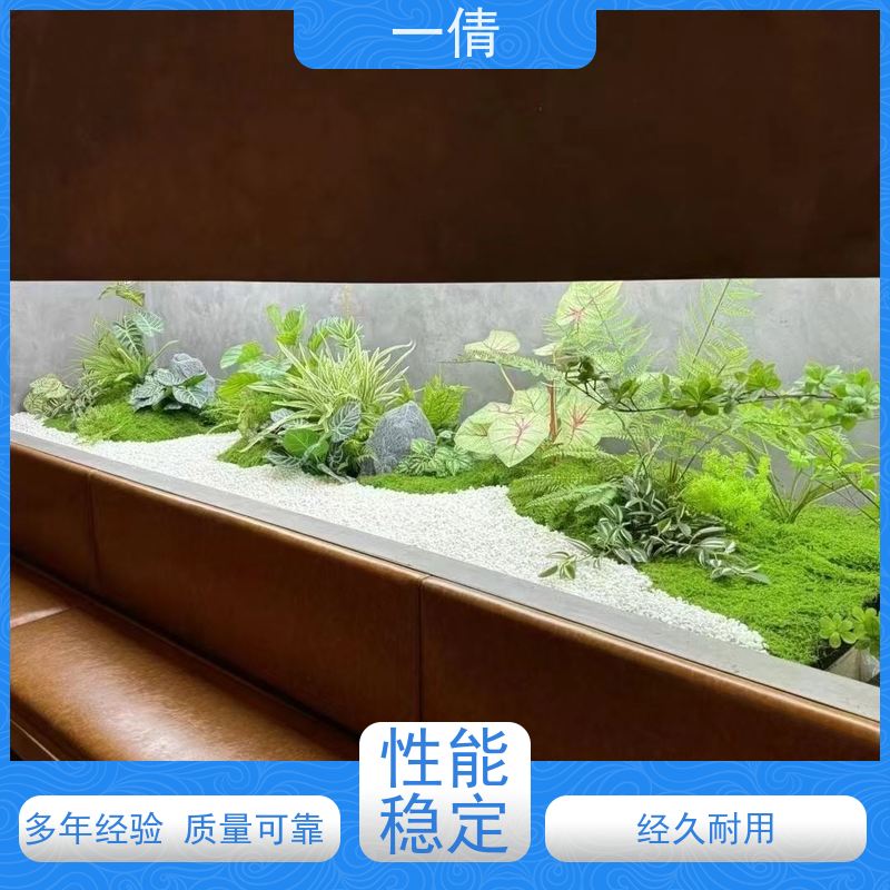一倩花卉 前台 富贵籽 绿植出售 桌面绿植 花木护理