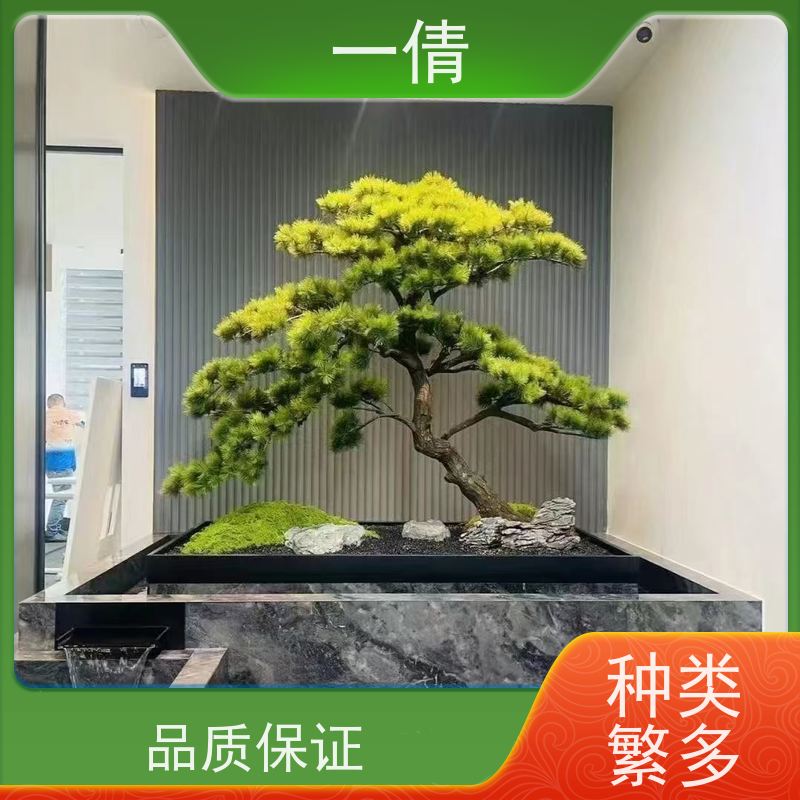 一倩花卉 前台 单杆发财树 绿植租摆 全城配送 上门养护