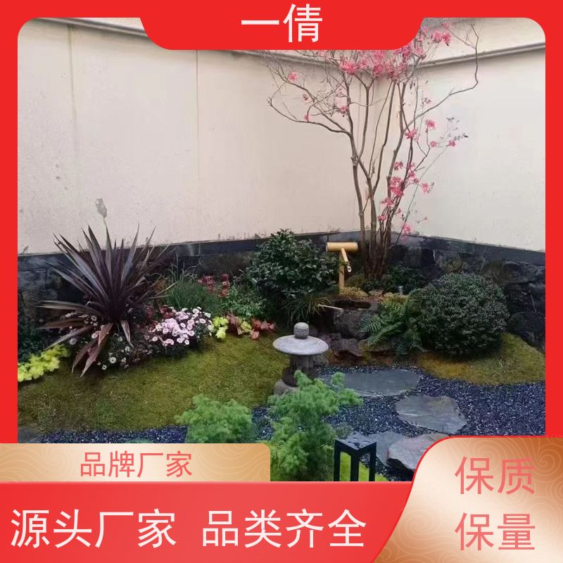 一倩花卉 办公室 造型螺纹铁 绿植出售 净化空气