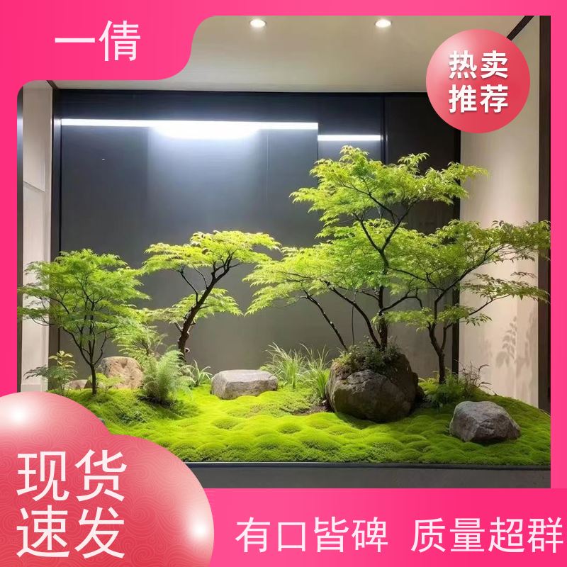 一倩花卉 室内 小琴叶榕 室内植物出租 种类繁多 规格齐全