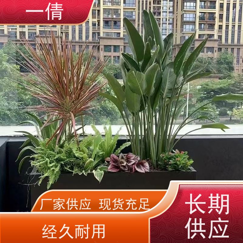 一倩花卉 前台 苹果树 绿植租赁 种类繁多 规格齐全