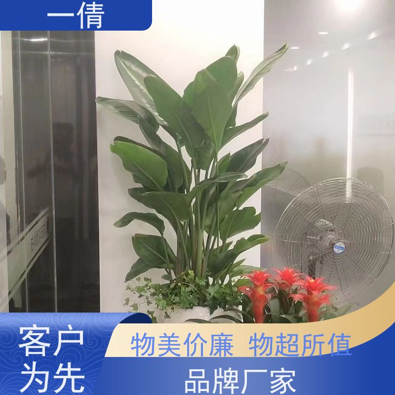 一倩花卉 前台 小琴叶榕 室内植物出租 种类繁多 规格齐全