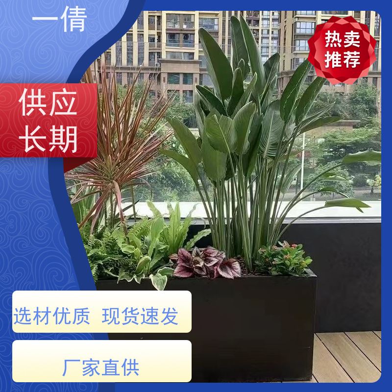 一倩花卉 室内 小仙女海芋 开业花篮租赁 桌面绿植 花木护理