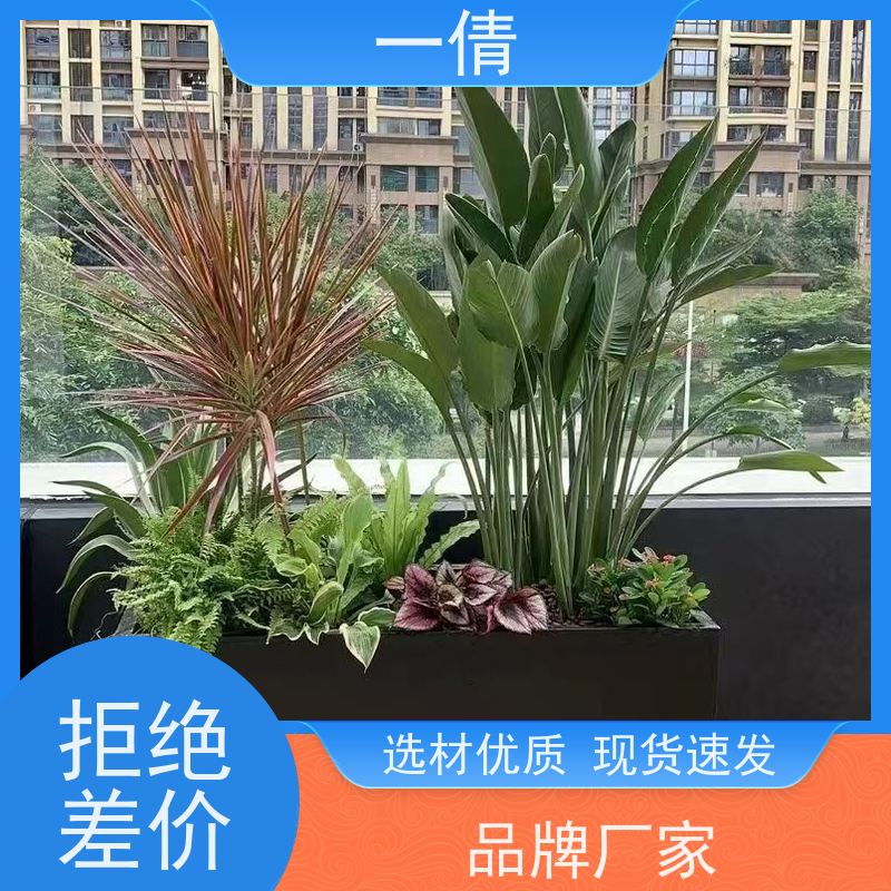 一倩花卉 前台 绿巨人 绿植租摆 种类繁多 规格齐全