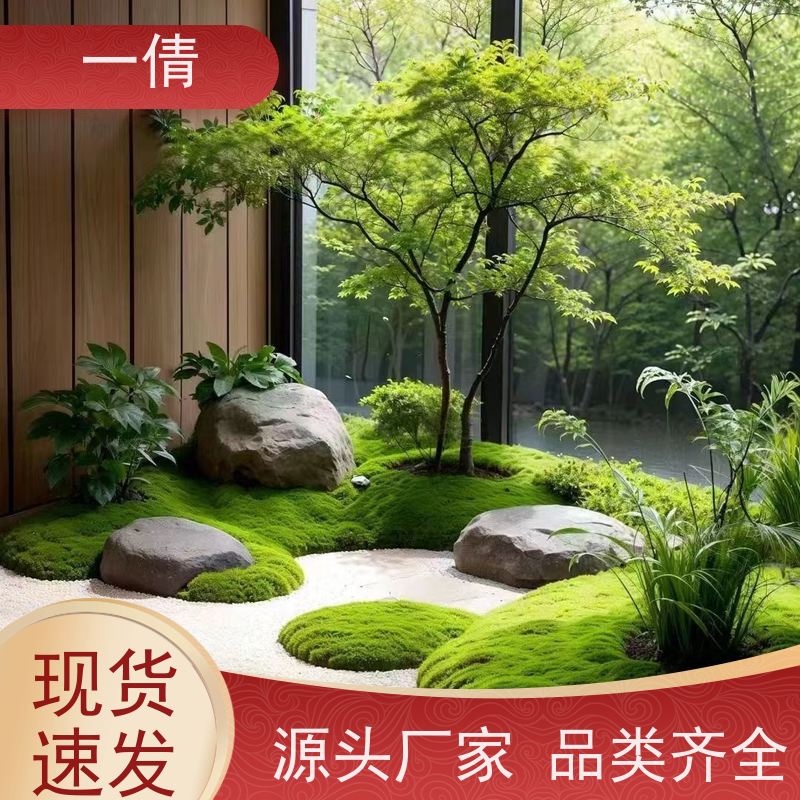 一倩花卉 办公室 金钱树 室内植物出租 全城配送 上门养护