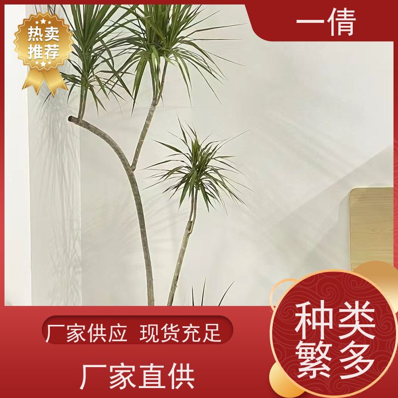 一倩花卉 室内 造型螺纹铁 绿植租赁 桌面绿植 花木护理