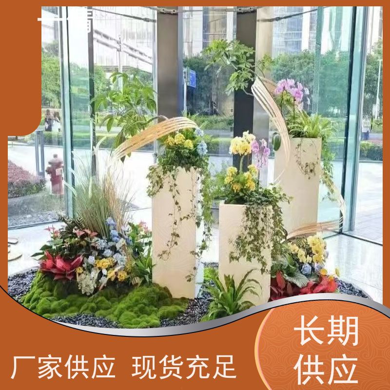 一倩花卉 深圳 多枝巴西木 室内植物出租 种类繁多 规格齐全