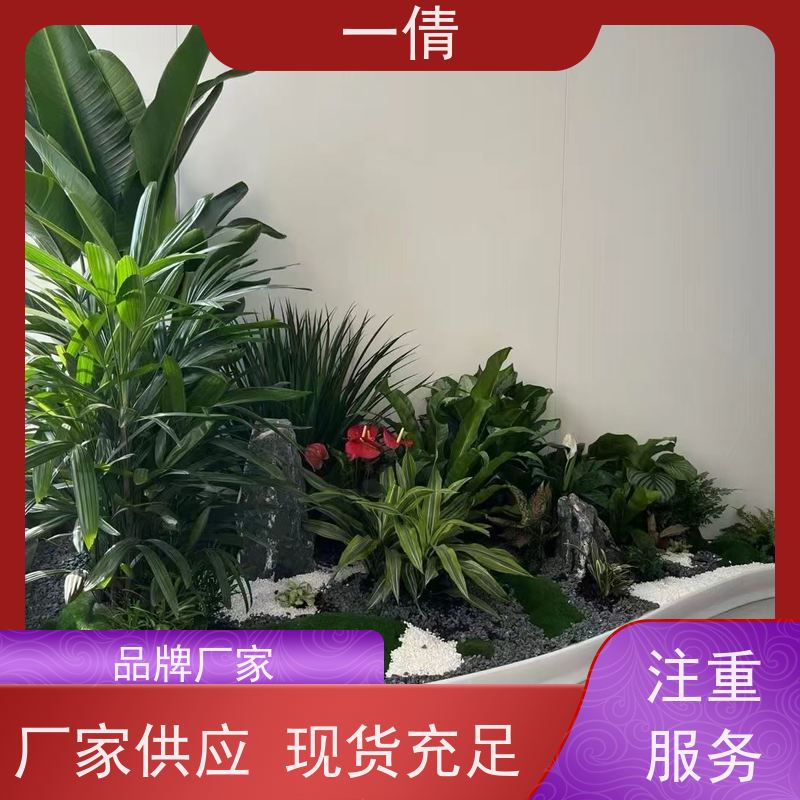 一倩花卉 办公室 单杆幸福树 室内植物出租 全城配送 上门养护