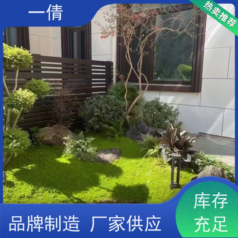 一倩花卉 深圳 金钱树 室内植物出租 桌面绿植 花木护理