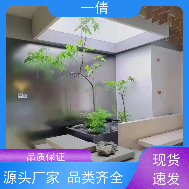 一倩花卉 前台 绿巨人 室内植物出租 桌面绿植 花木护理