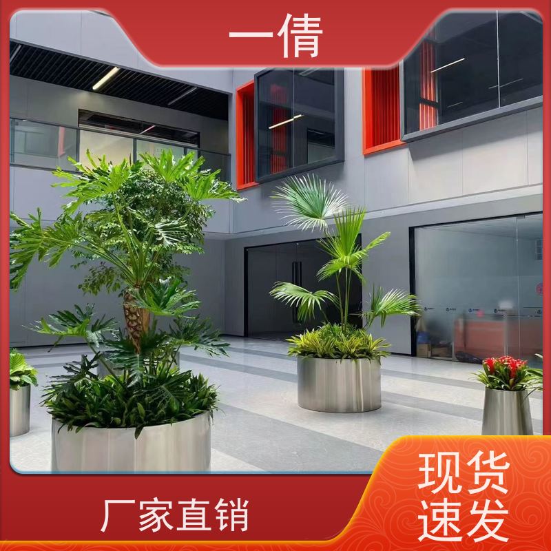 一倩花卉 前台 三杆发财树 绿植出售 种类繁多 规格齐全