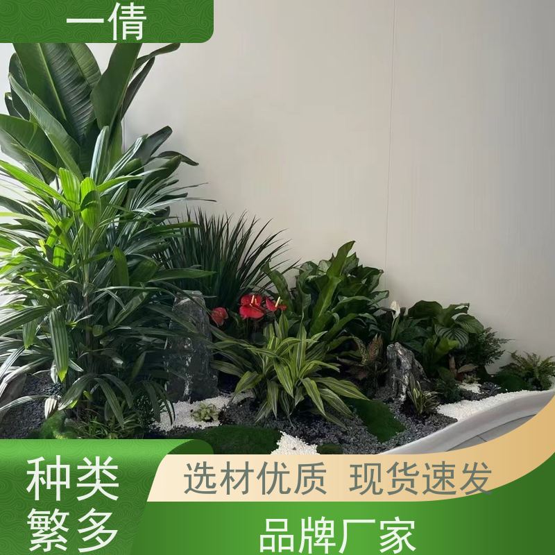 一倩花卉 室内 百合竹 花卉租赁 桌面绿植 花木护理