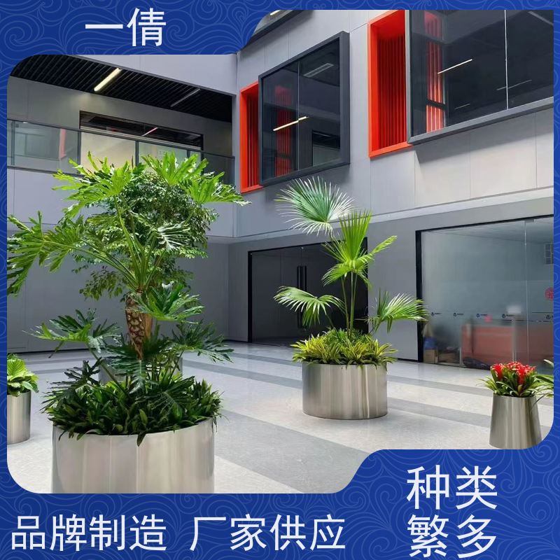 一倩花卉 前台 金钱树 绿植租赁 桌面绿植 花木护理