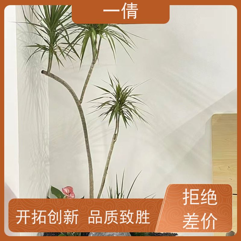 一倩花卉 深圳 富贵籽 绿植租赁 桌面绿植 花木护理