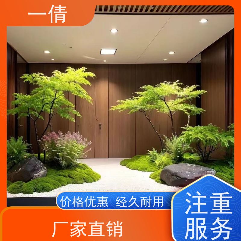 一倩花卉 室内 金钱树 绿植出售 桌面绿植 花木护理