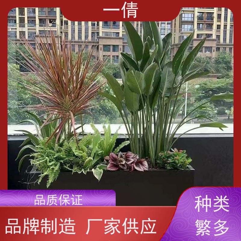 一倩花卉 深圳 夏威夷竹 绿植出售 种类繁多 规格齐全