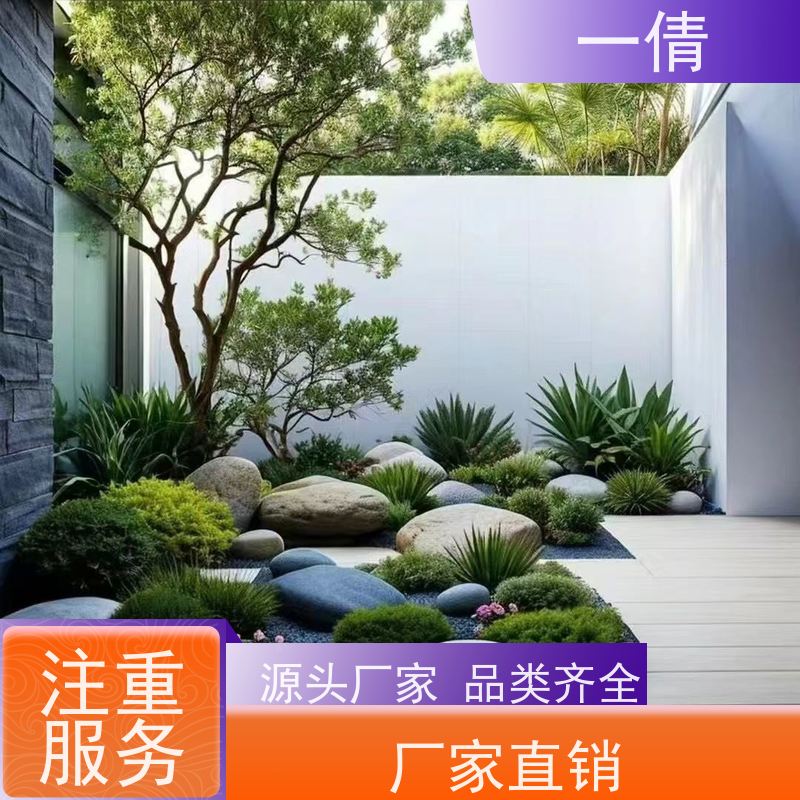 一倩花卉 室内 金钱树 开业花篮租赁 种类繁多 规格齐全