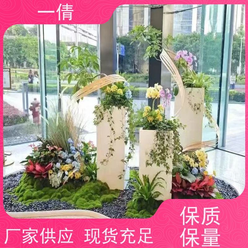 一倩花卉 办公室 造型螺纹铁 绿植出售 种类繁多 规格齐全