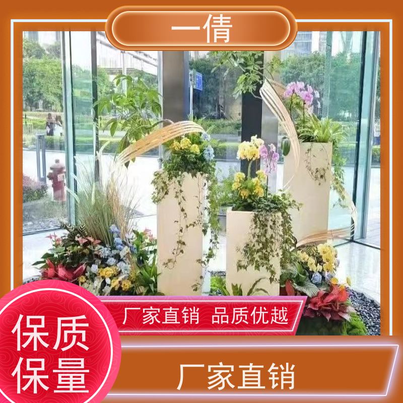 一倩花卉 室内 单杆幸福树 花卉租赁 全城配送 上门养护
