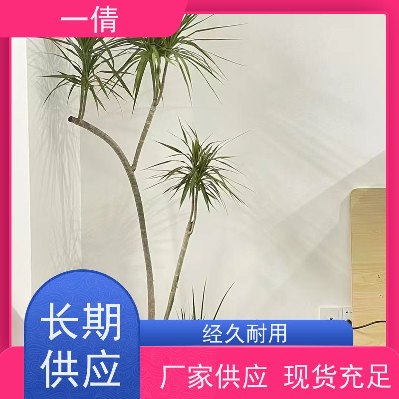 一倩花卉 室内 多枝巴西木 开业花篮租赁 种类繁多 规格齐全