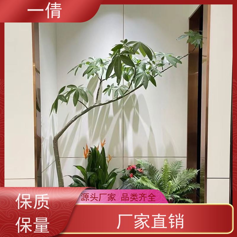 一倩花卉 办公室 铁树 绿植租赁 种类繁多 规格齐全