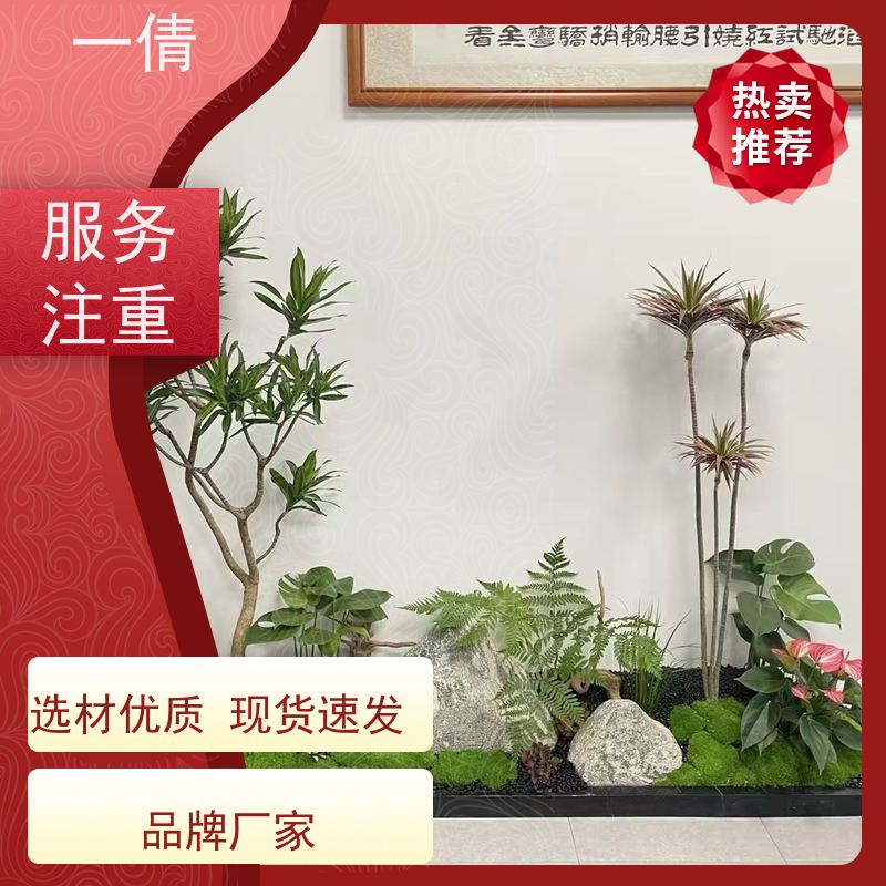 一倩花卉 办公室 多枝巴西木 绿植租赁 桌面绿植 花木护理