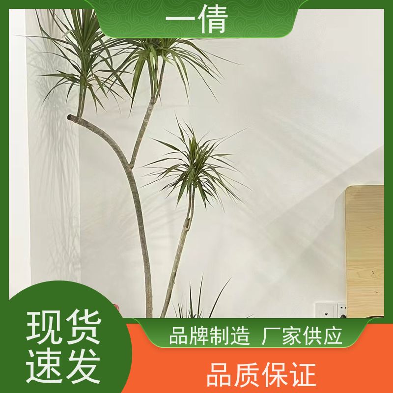 一倩花卉 办公室 小仙女海芋 室内植物出租 种类繁多 规格齐全