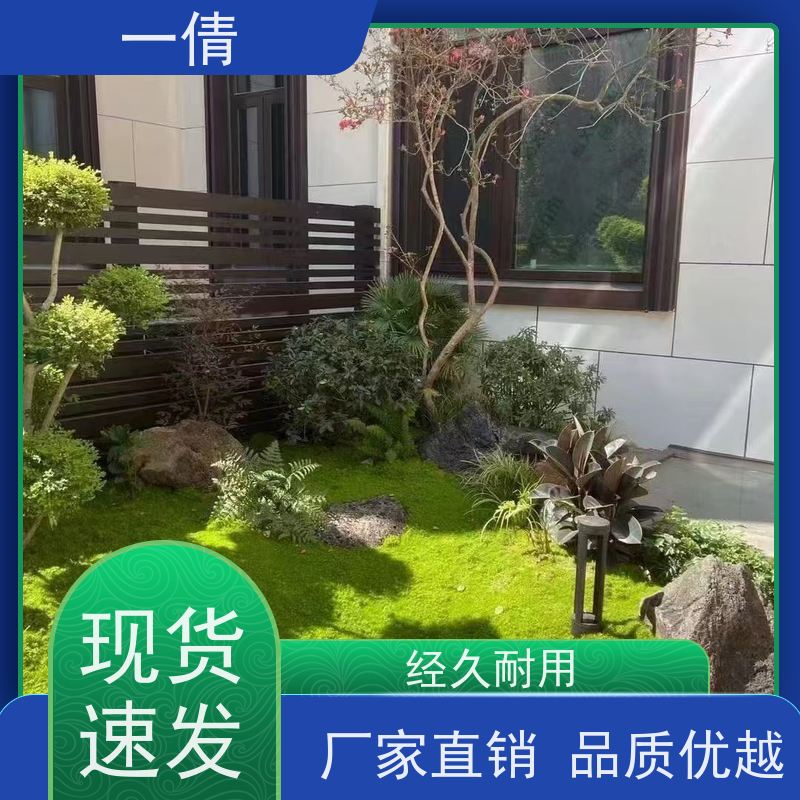 一倩花卉 深圳 三层幸福树 花卉租赁 桌面绿植 花木护理