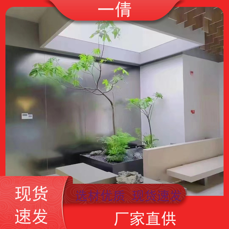 一倩花卉 深圳 龙血树 室内植物出租 全城配送 上门养护