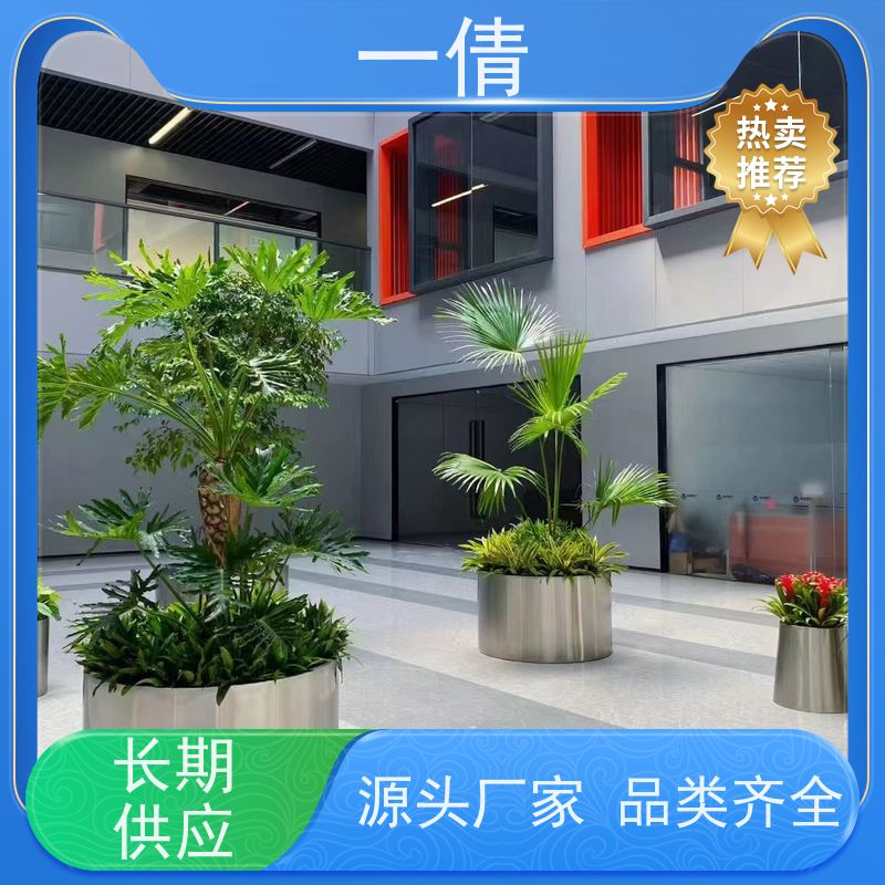 一倩花卉 深圳 百合竹 室内植物出租 桌面绿植 花木护理