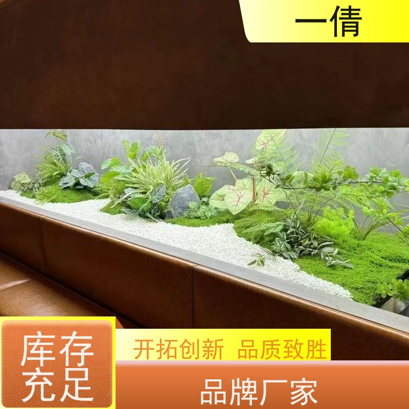 一倩花卉 室内 平安树 室内植物出租 桌面绿植 花木护理