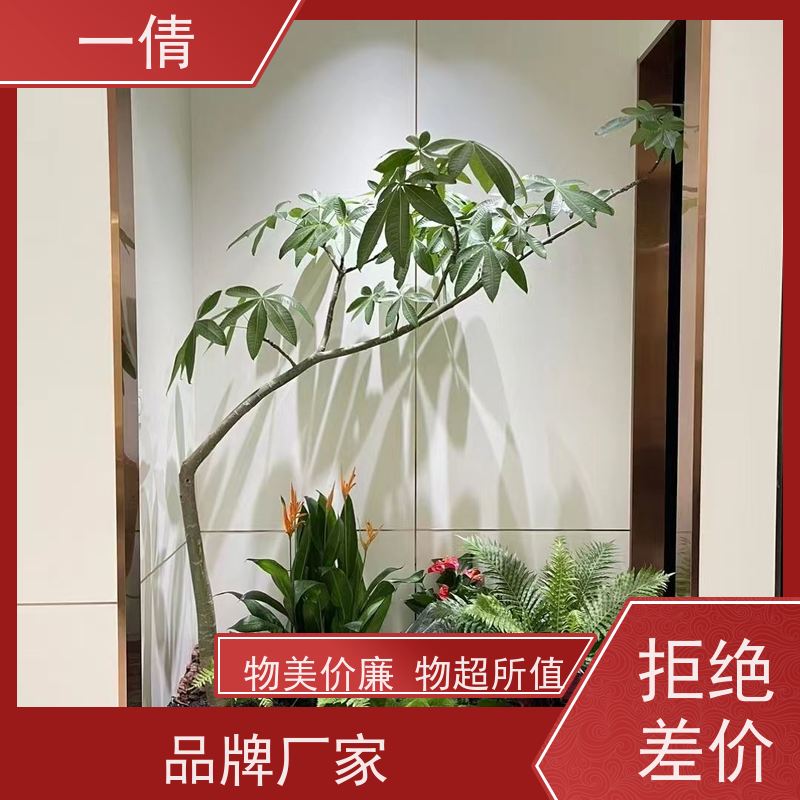 一倩花卉 深圳 巴西木 室内植物出租 全城配送 上门养护