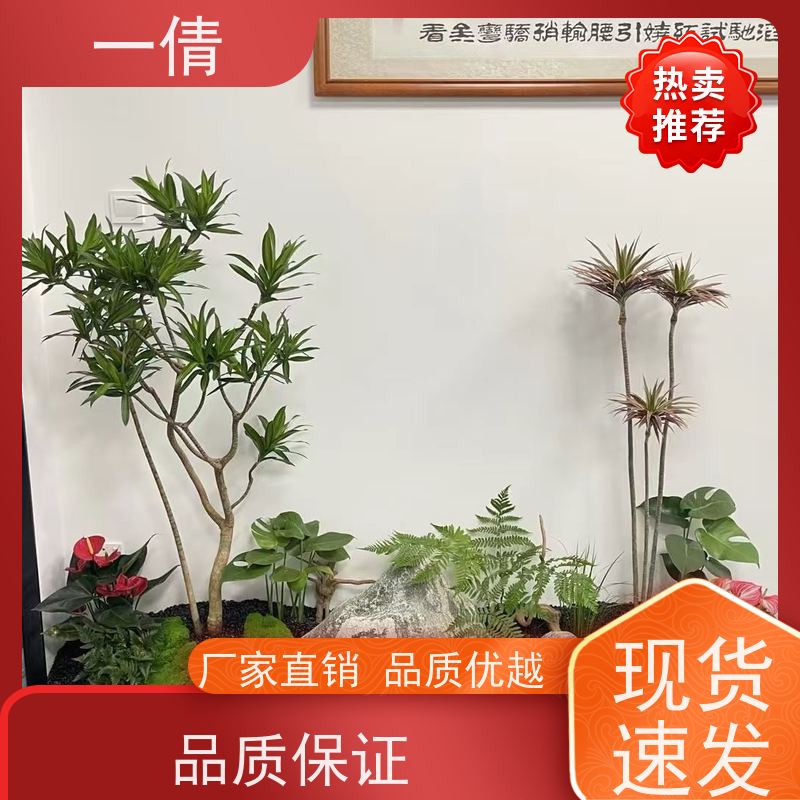 一倩花卉 深圳 小仙女海芋 室内植物出租 种类繁多 规格齐全