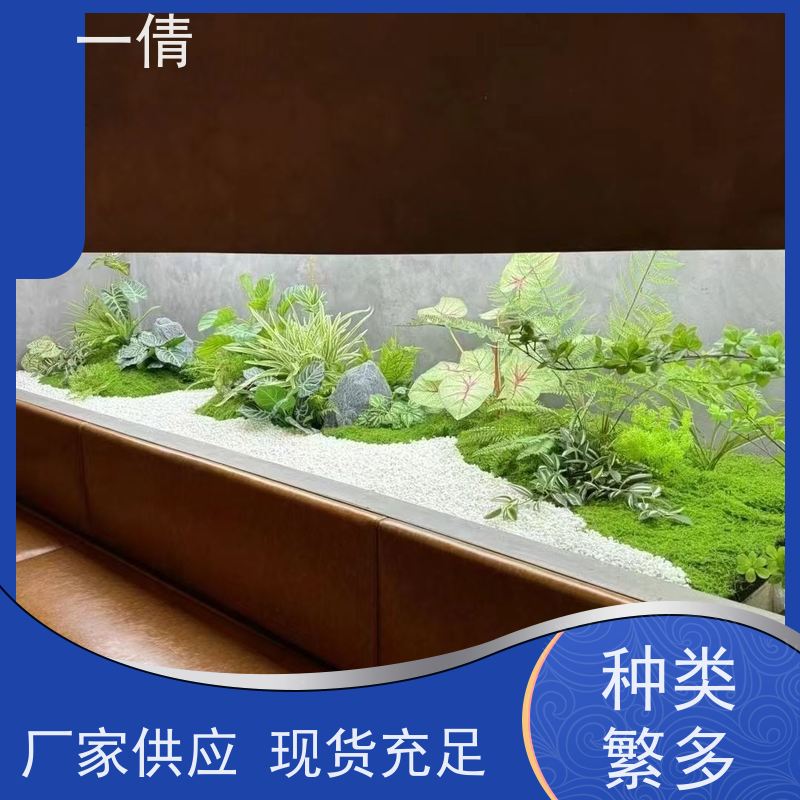 一倩花卉 办公室 多枝巴西木 室内植物出租 净化空气