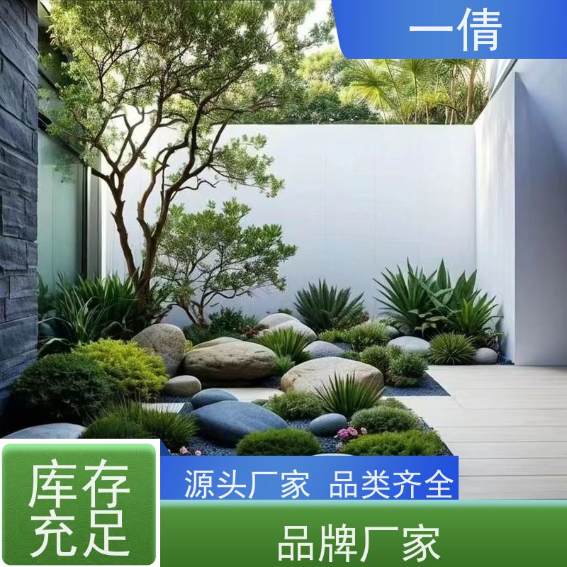 一倩花卉 前台 巴西木 绿植出售 全城配送 上门养护