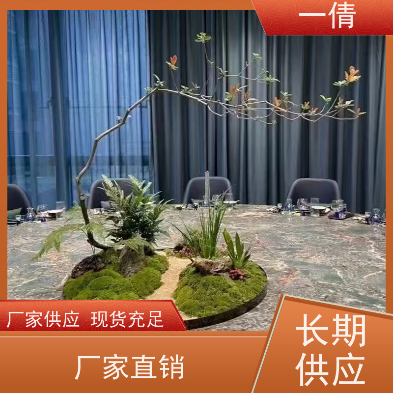 一倩花卉 深圳 单杆发财树 绿植出售 桌面绿植 花木护理