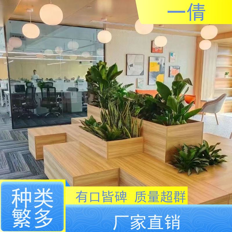 一倩花卉 前台 单杆幸福树 室内植物出租 全城配送 上门养护